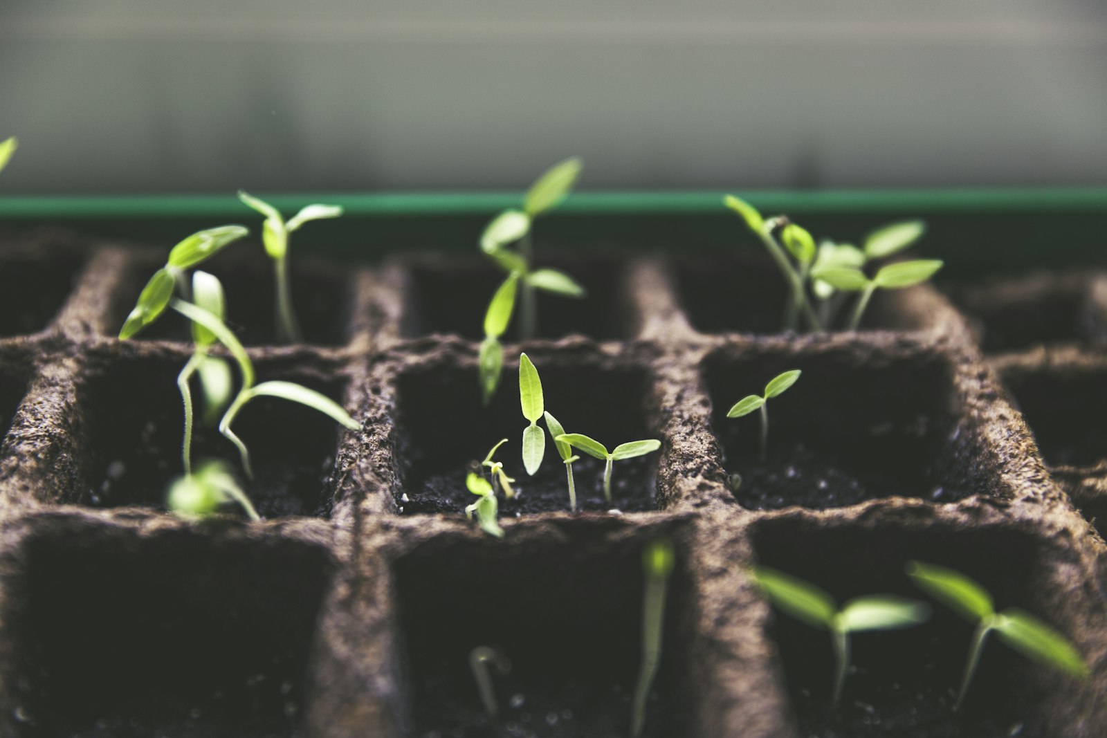 Green seedlings sprouting from soil — the visual metaphor for compound growth