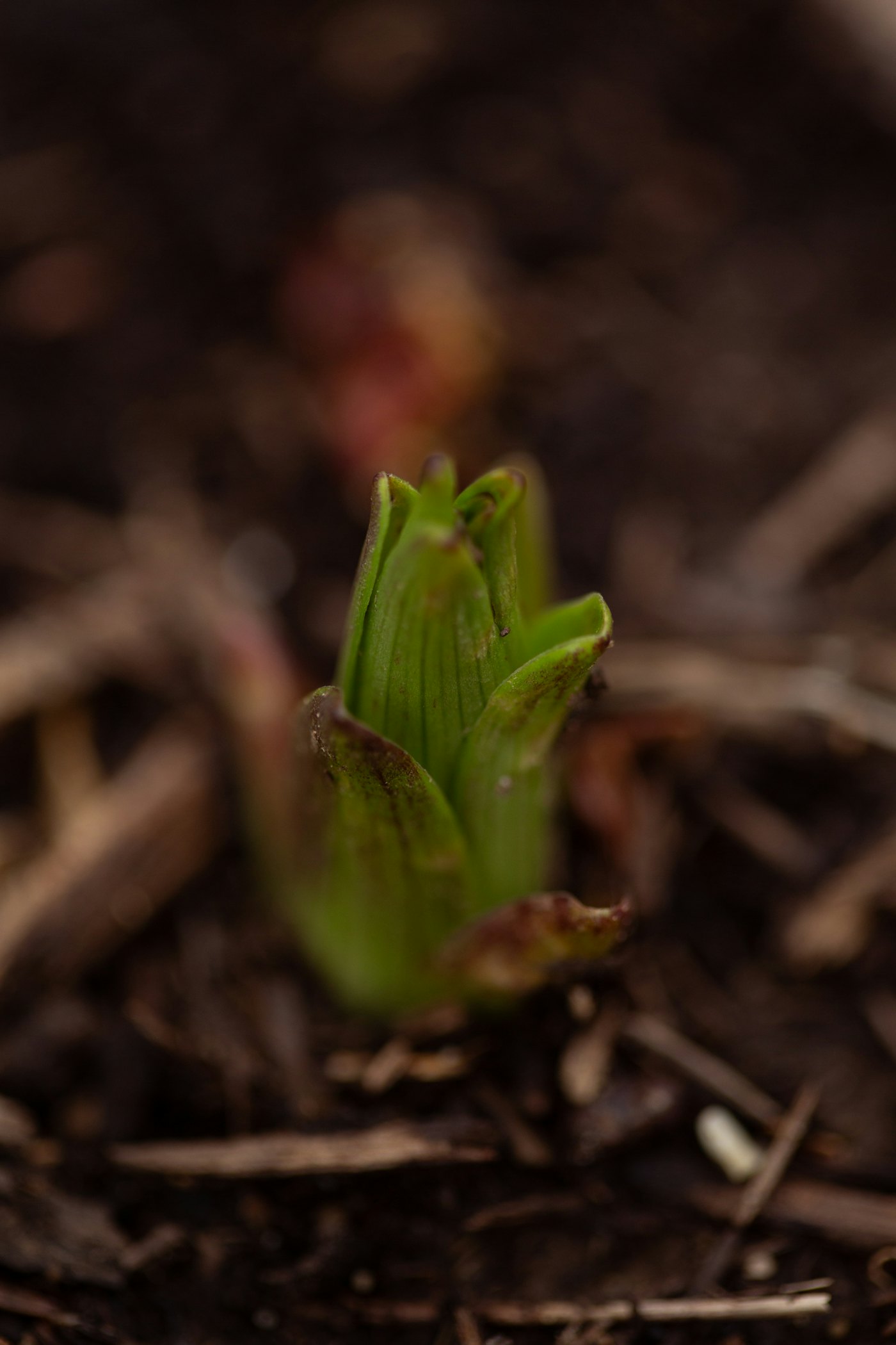 A green seedling pushing up through dark soil — the visual metaphor for compound growth