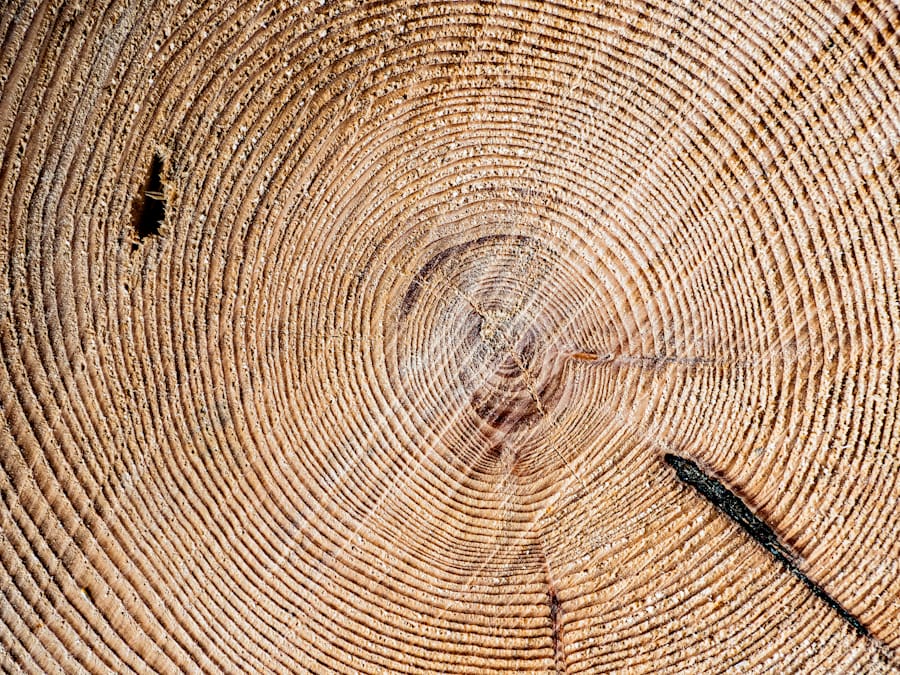 Growth rings on a tree trunk cross-section — each ring a year of steady, compounding growth